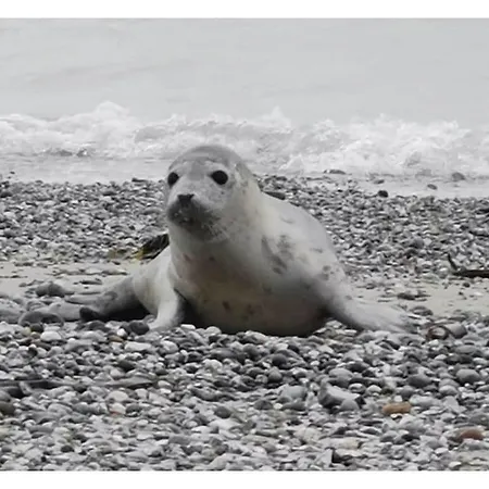 Toni's Graurobbe Comfortable